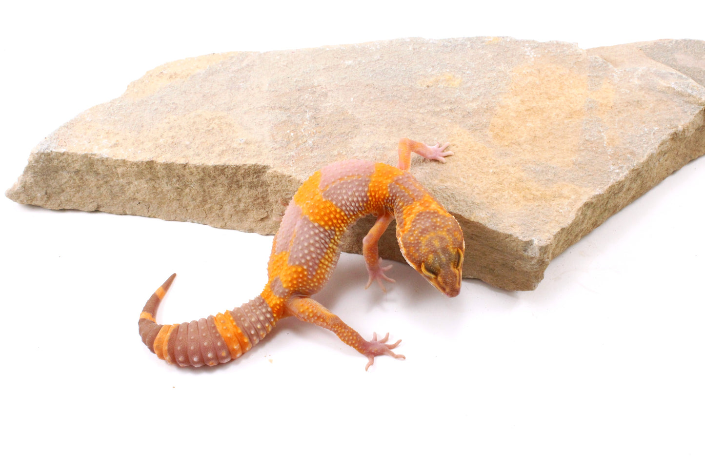 Tremper Albino Tangerine Leopard Gecko