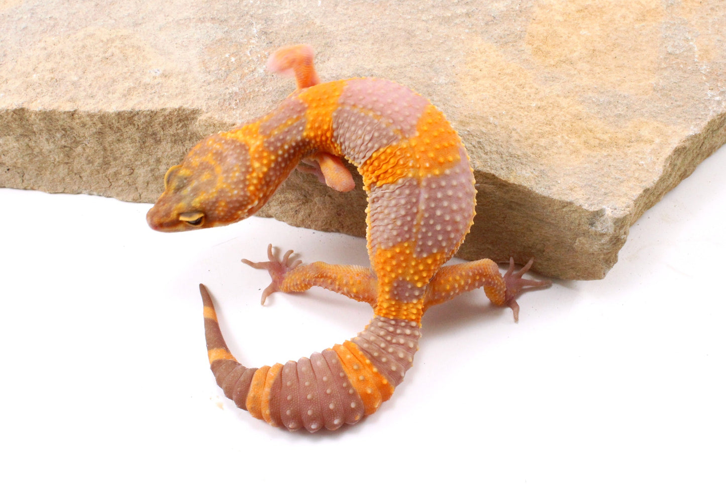 Tremper Albino Tangerine Leopard Gecko