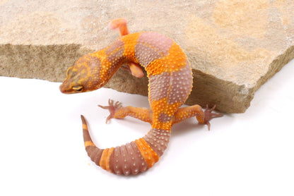 Tremper Albino Tangerine Leopard Gecko