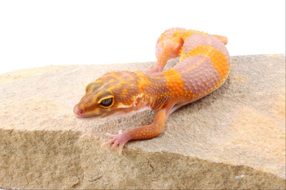 Tremper Albino Tangerine Leopard Gecko