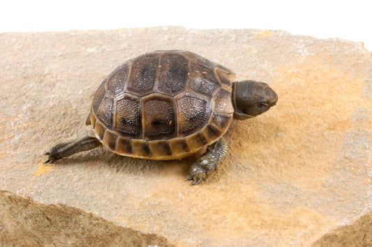 Black Greek Tortoise