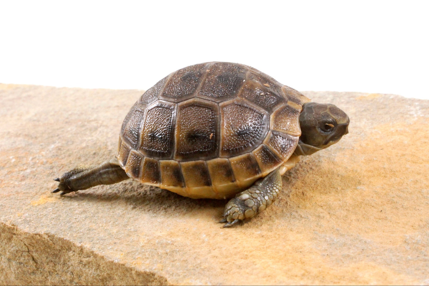 Black Greek Tortoise
