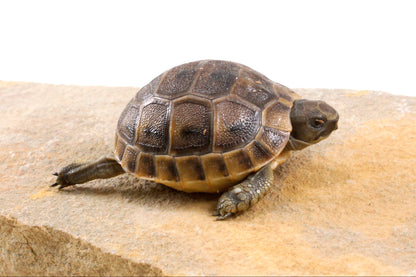 Black Greek Tortoise