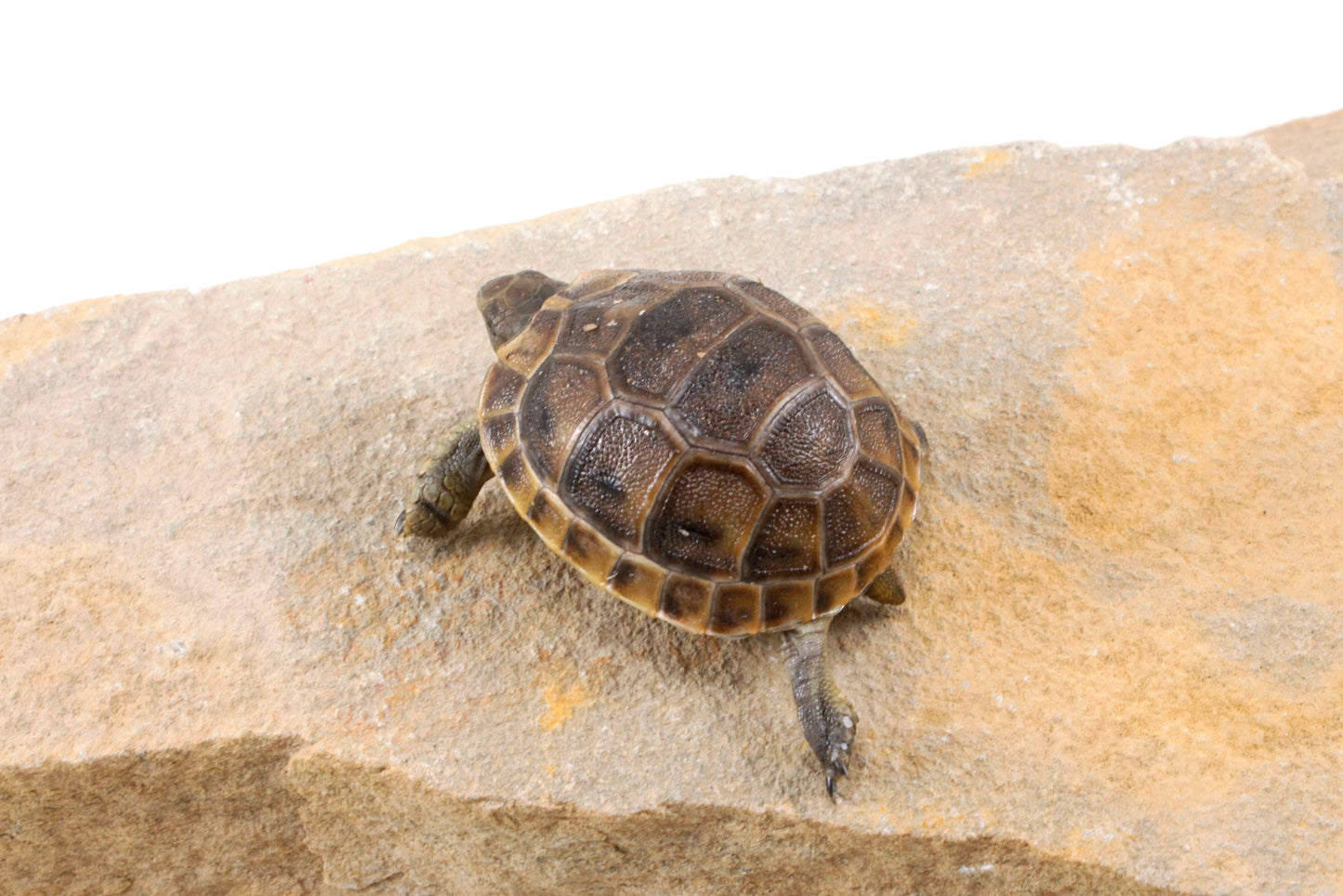 Black Greek Tortoise