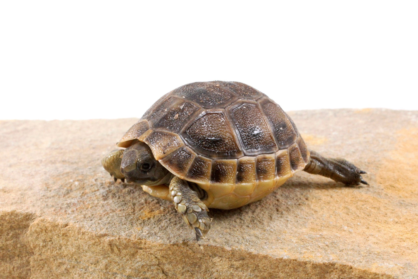Black Greek Tortoise