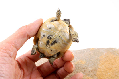 Black Greek Tortoise