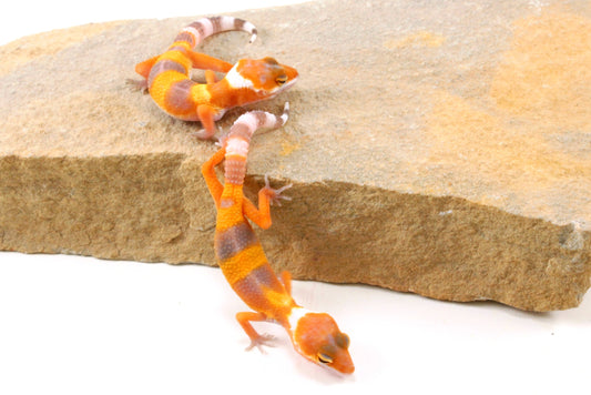 Sunglow Leopard Gecko