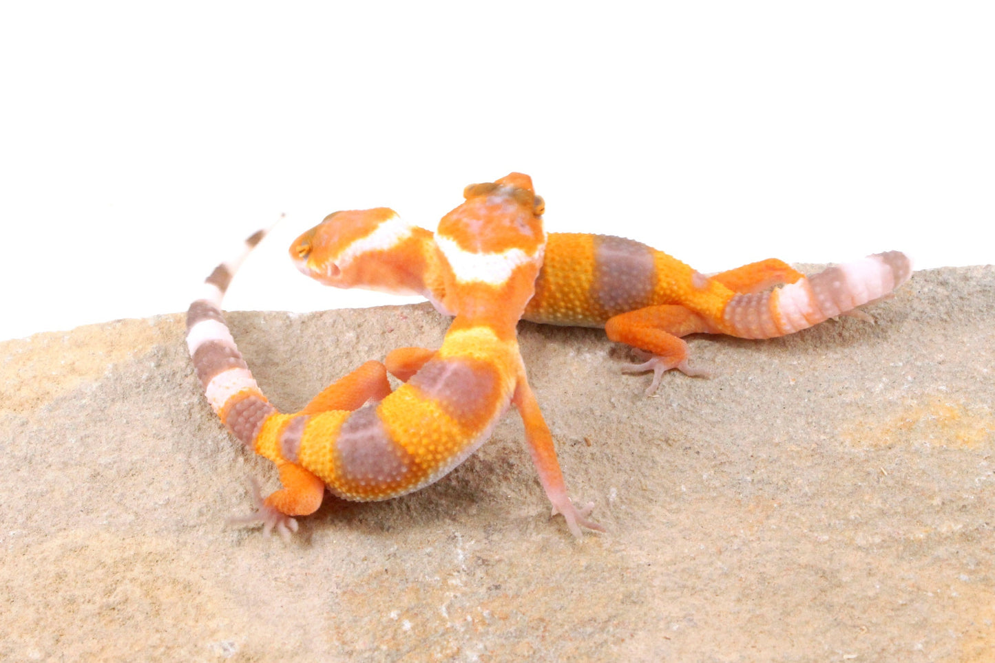 Sunglow Leopard Gecko