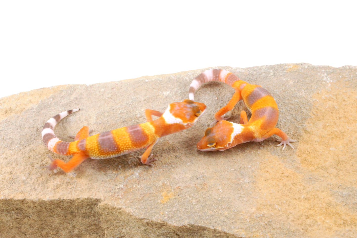 Sunglow Leopard Gecko