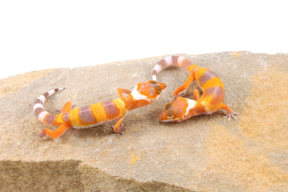 Sunglow Leopard Gecko