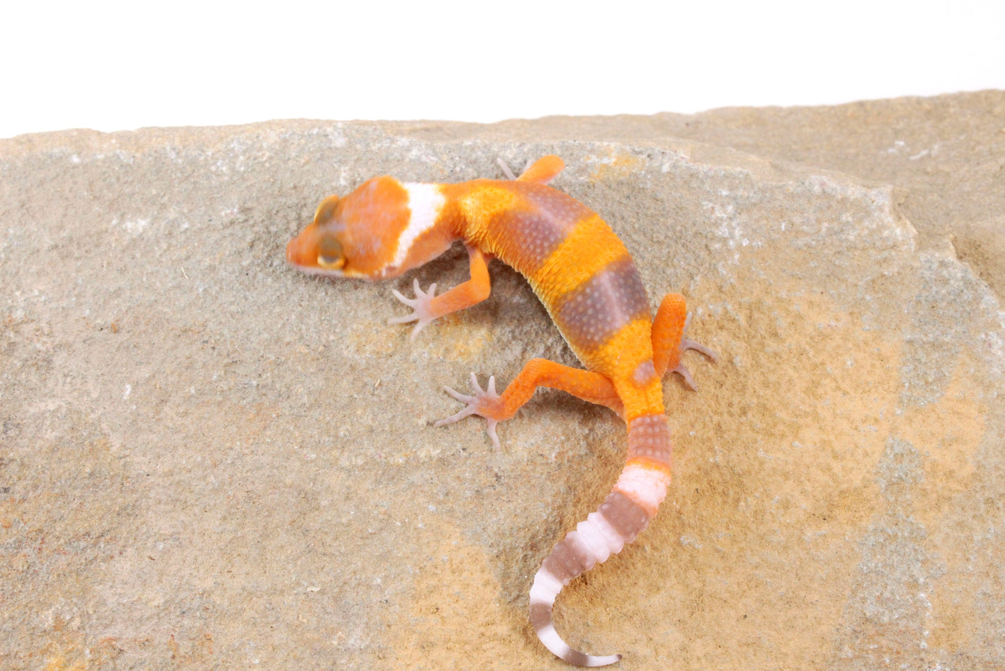 Sunglow Leopard Gecko