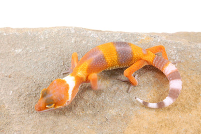 Sunglow Leopard Gecko