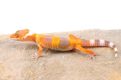 Sunglow Leopard Gecko