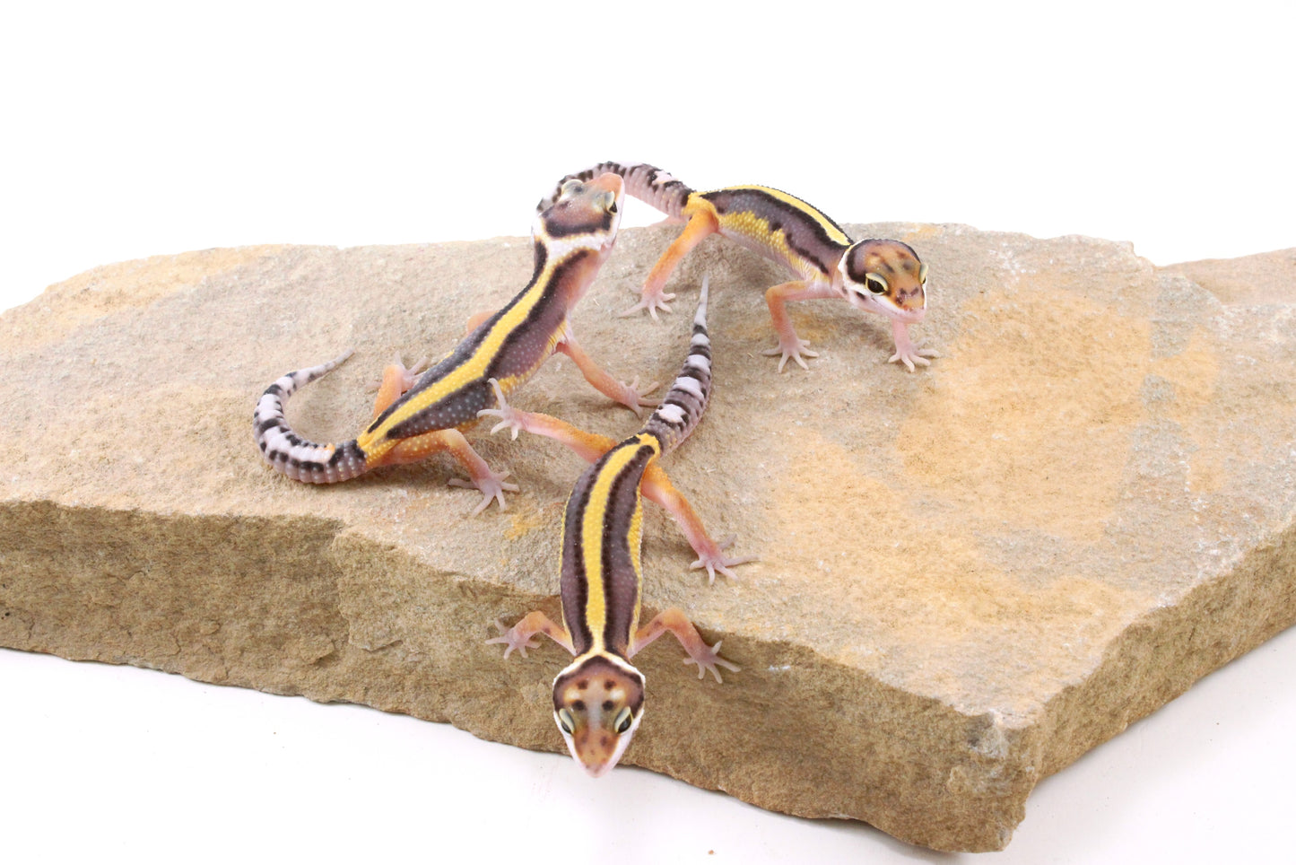 Striped Leopard Gecko