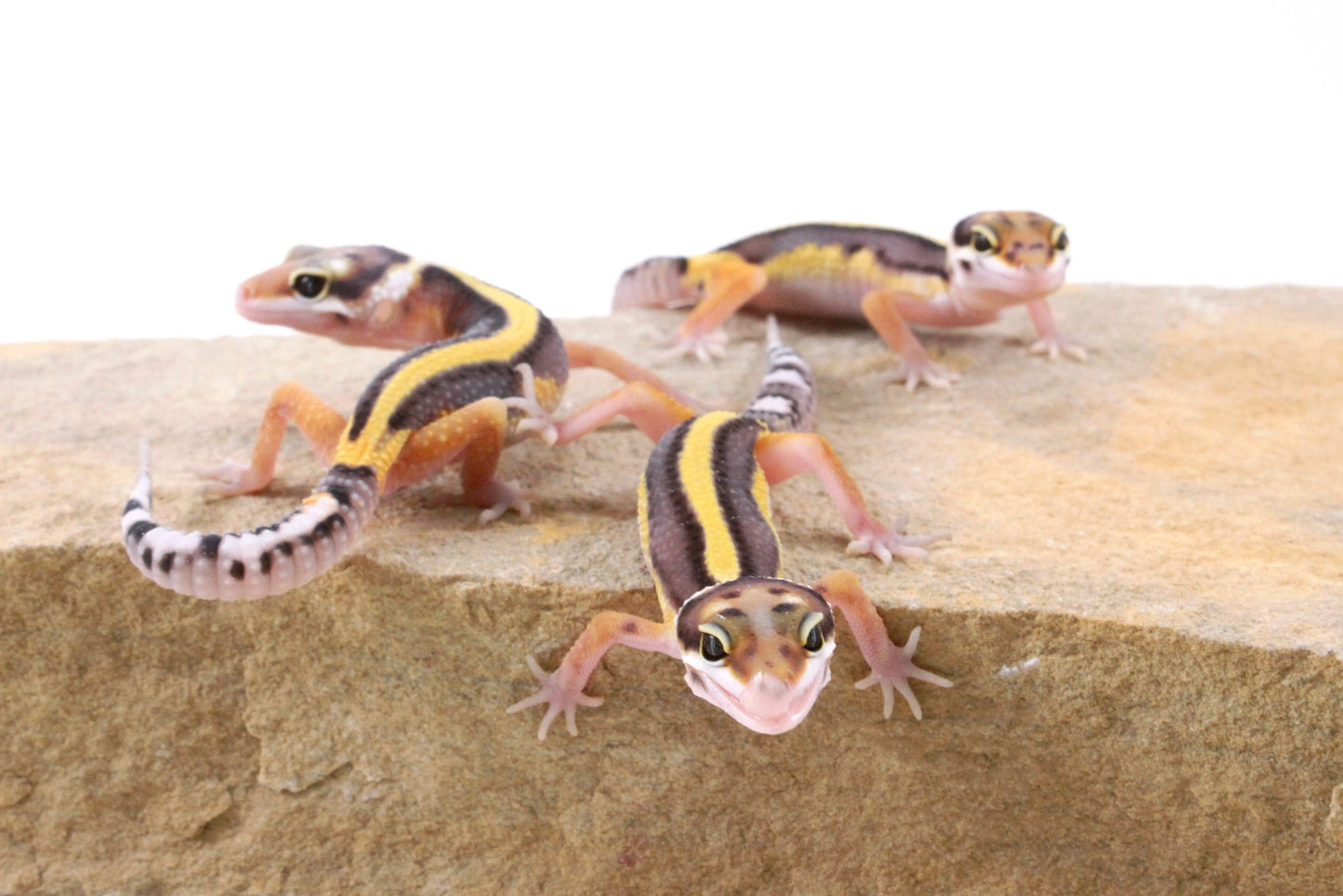 Striped Leopard Gecko