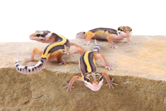 Striped Leopard Gecko