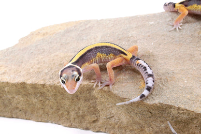 Striped Leopard Gecko