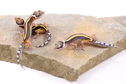 Striped Leopard Gecko