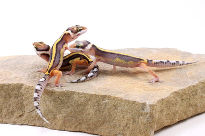 Striped Leopard Gecko