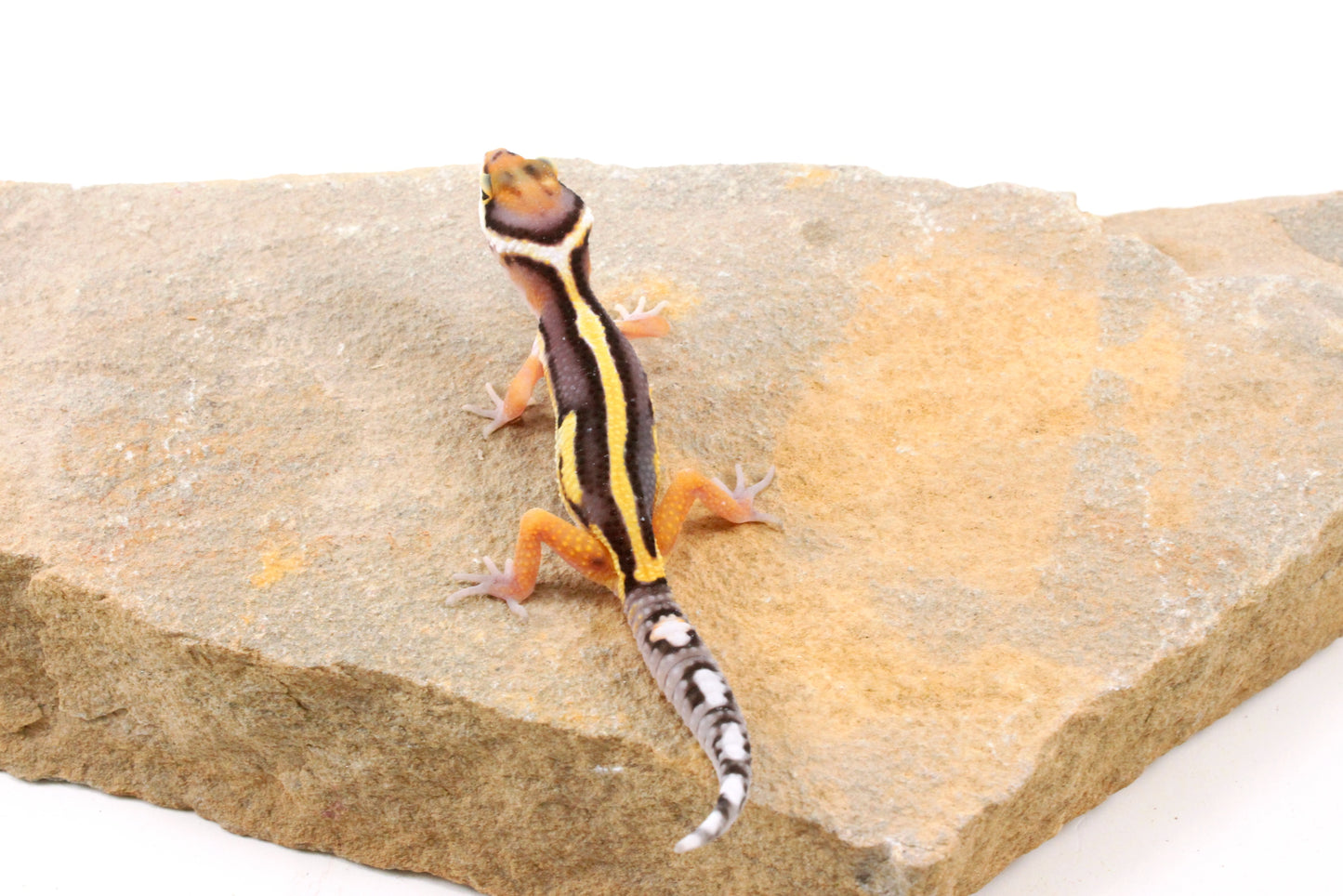 Striped Leopard Gecko