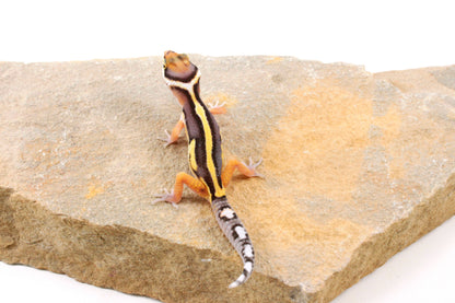 Striped Leopard Gecko