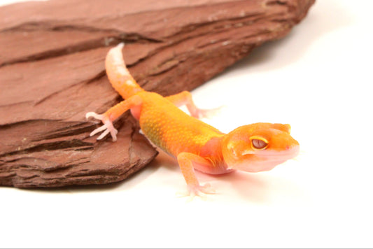 Tremper Albino Tangerine Leopard Gecko