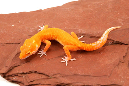 Tremper Albino Tangerine Leopard Gecko