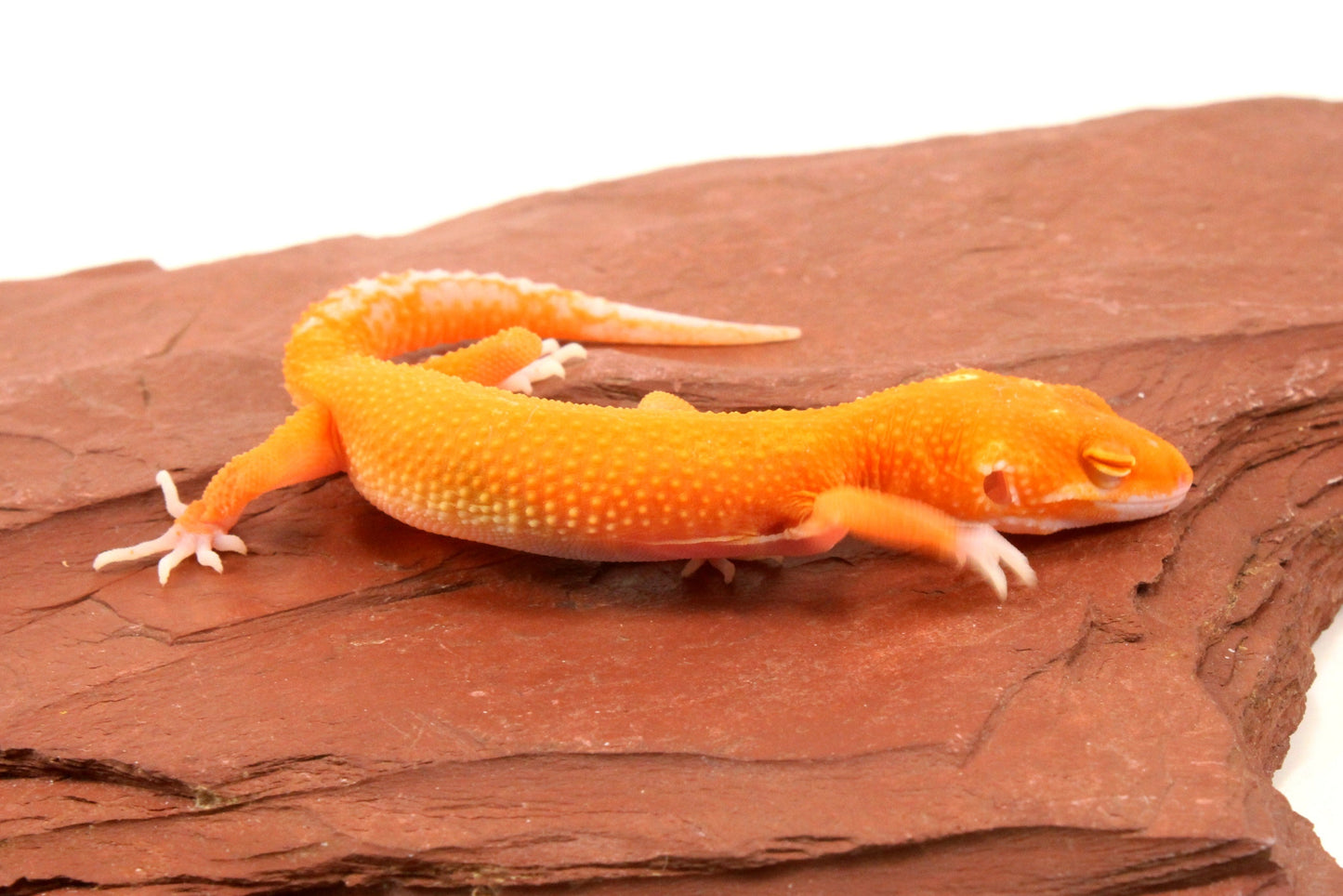 Tremper Albino Tangerine Leopard Gecko