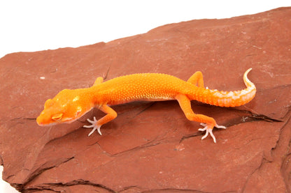 Tremper Albino Tangerine Leopard Gecko