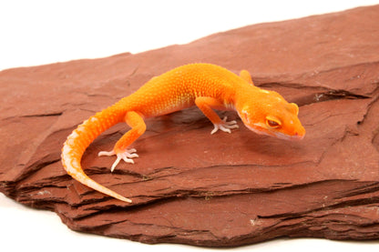 Tremper Albino Tangerine Leopard Gecko