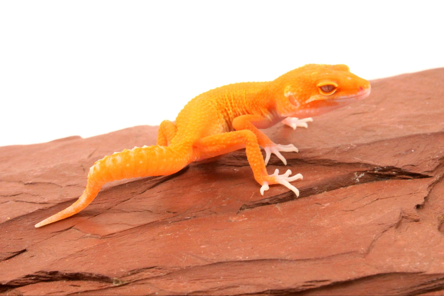 Tremper Albino Tangerine Leopard Gecko