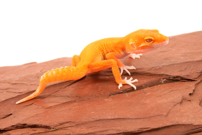 Tremper Albino Tangerine Leopard Gecko