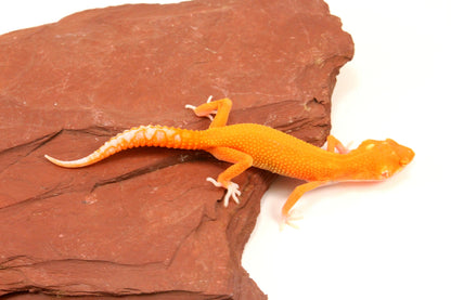 Tremper Albino Tangerine Leopard Gecko