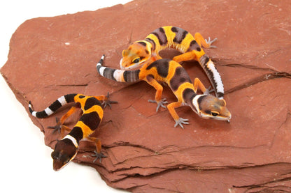 Calico Firefox Leopard Gecko