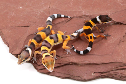 Calico Firefox Leopard Gecko