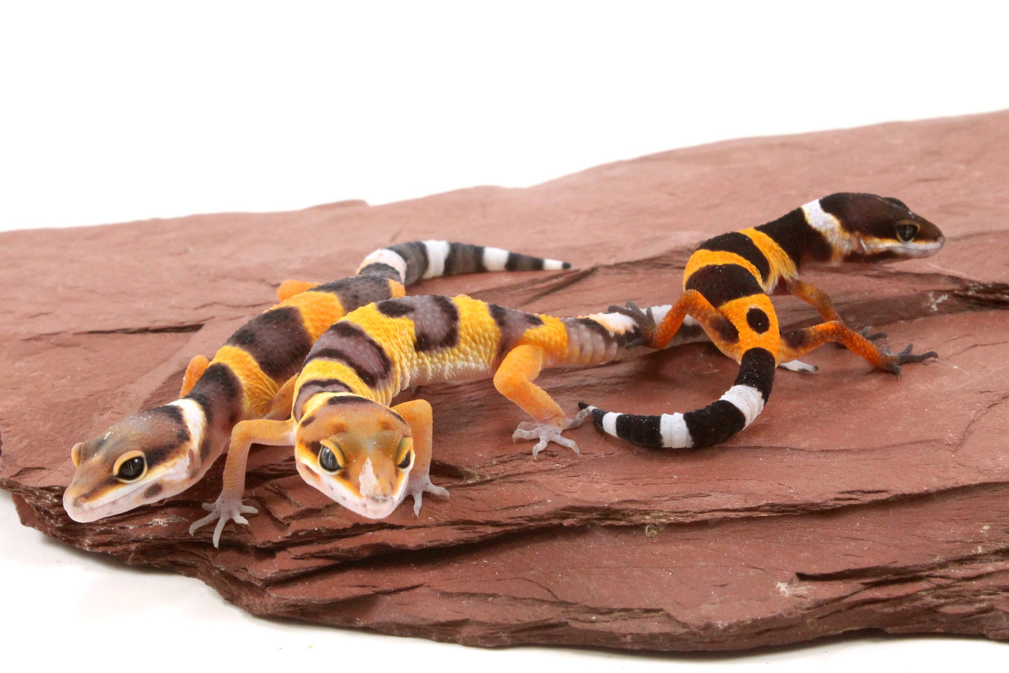 Calico Firefox Leopard Gecko
