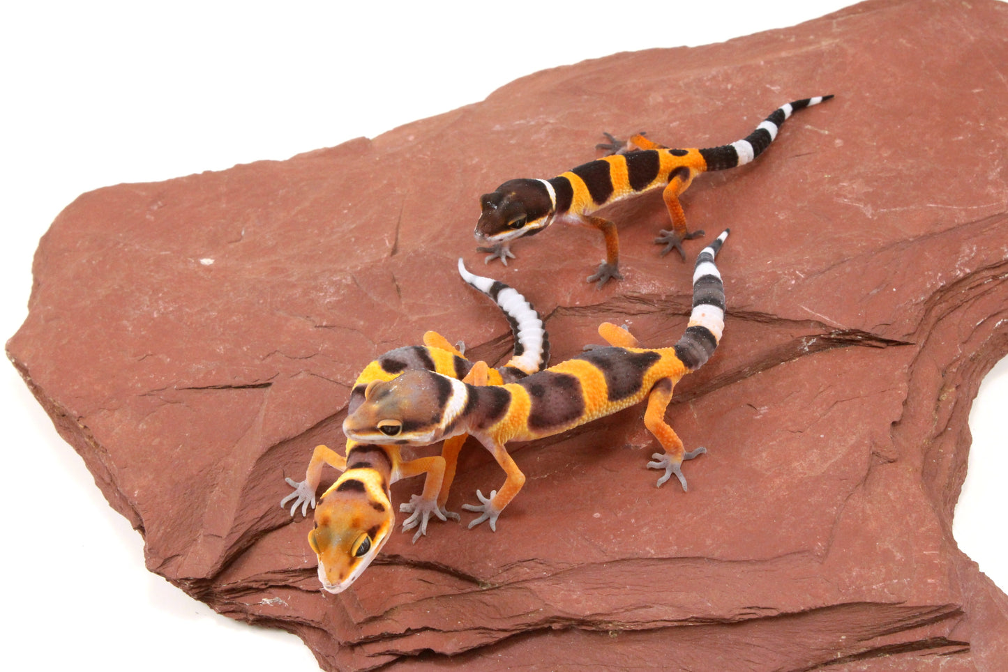 Calico Firefox Leopard Gecko