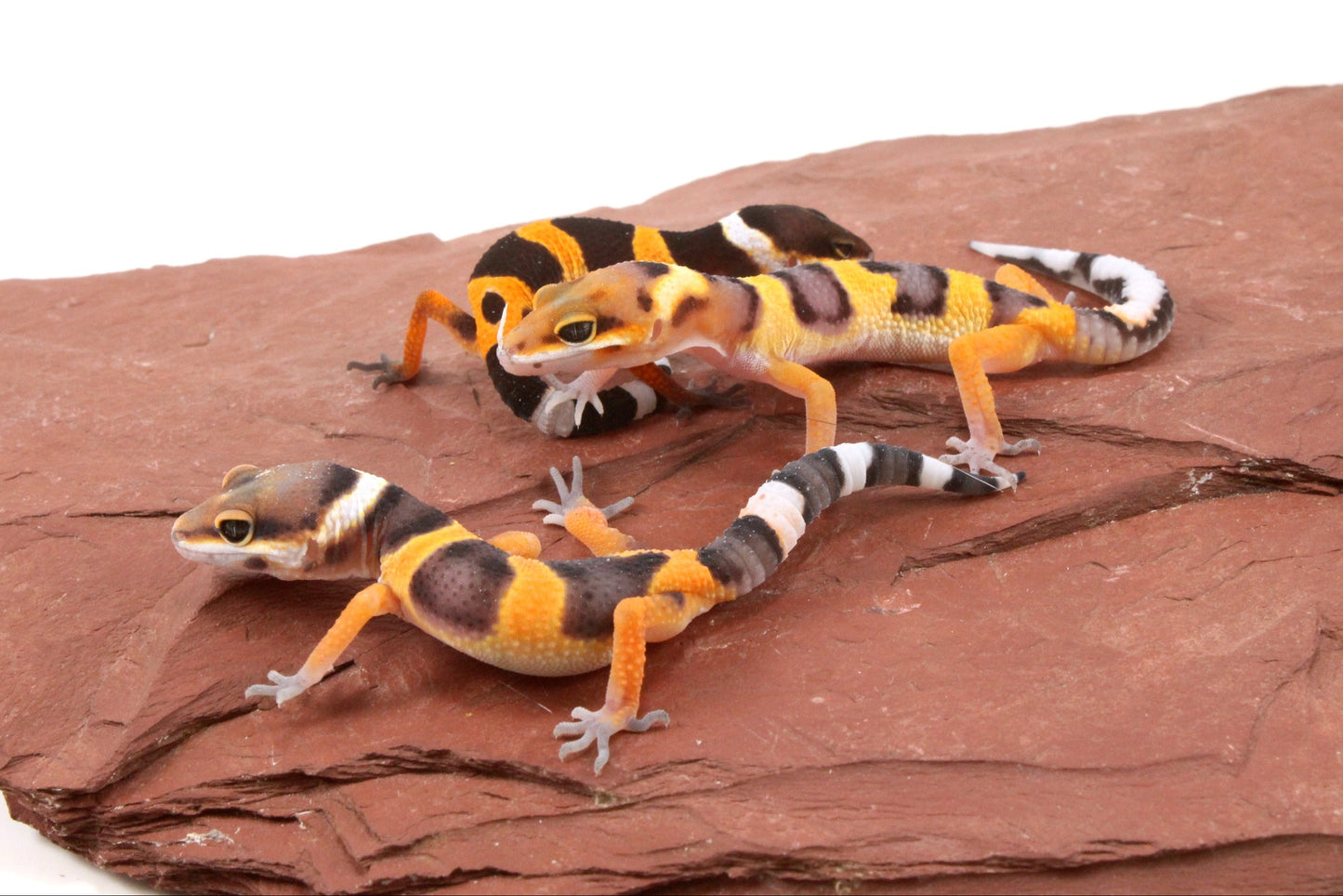 Calico Firefox Leopard Gecko