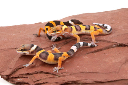 Calico Firefox Leopard Gecko