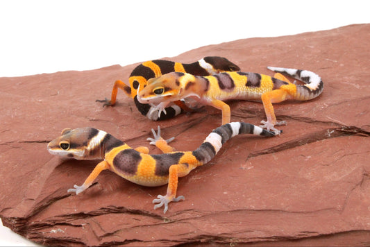 Calico Firefox Leopard Gecko
