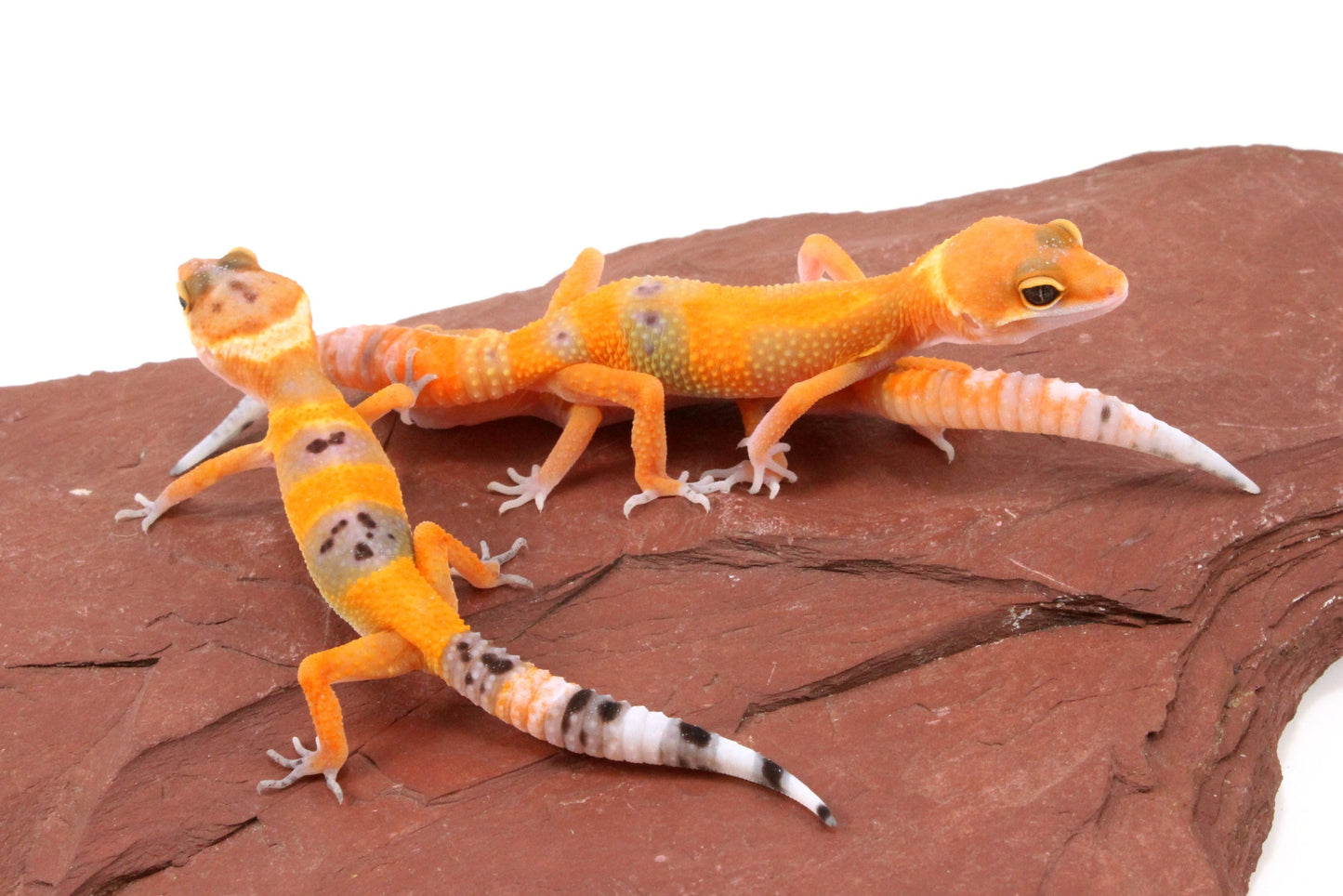 Tangerine Tornado Leopard Gecko