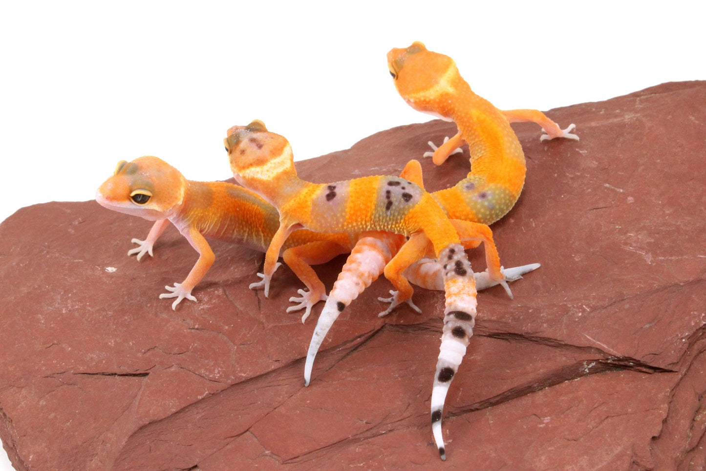 Tangerine Tornado Leopard Gecko