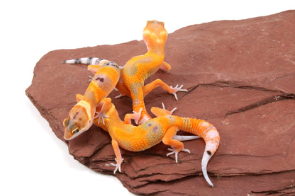 Tangerine Tornado Leopard Gecko