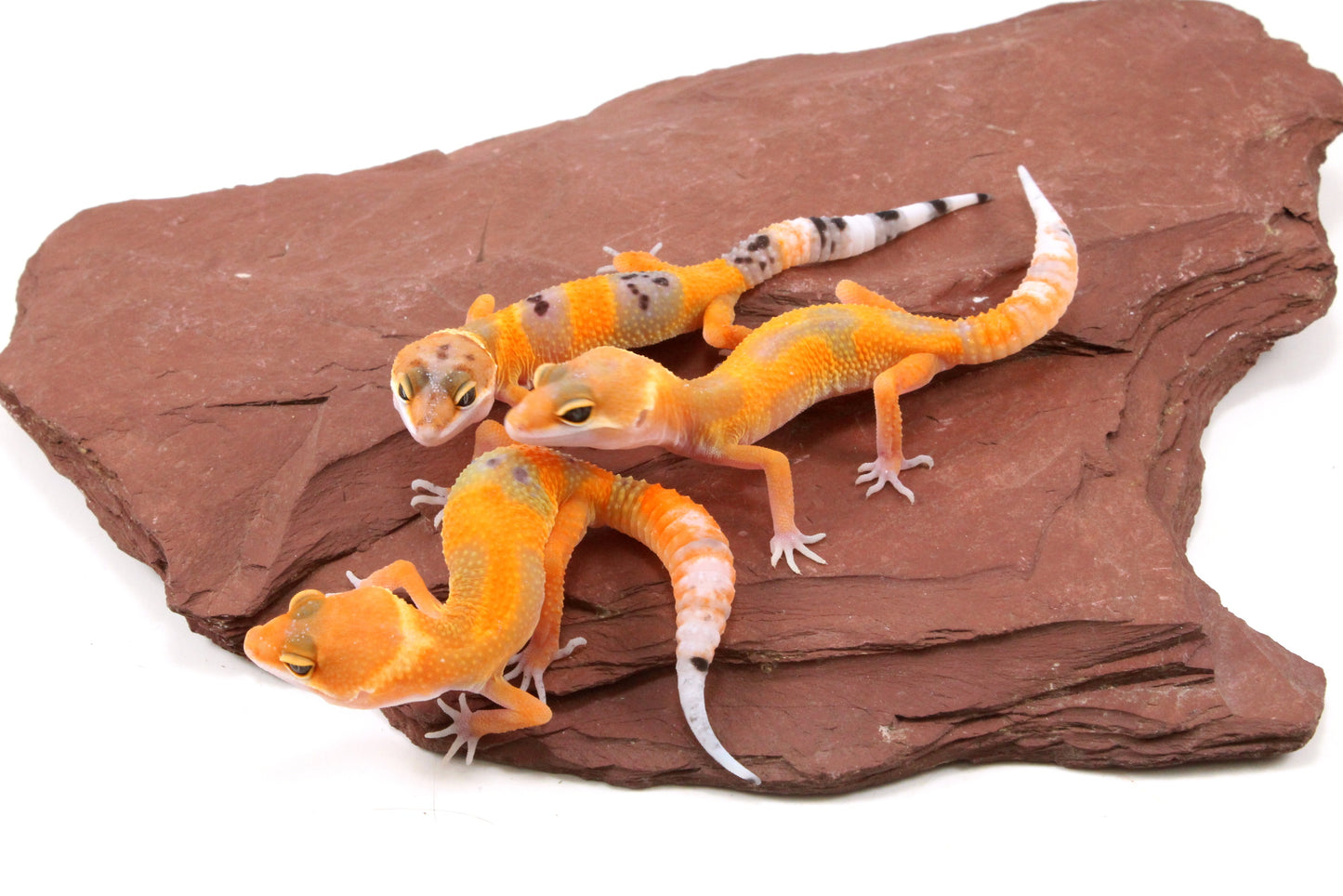 Tangerine Tornado Leopard Gecko