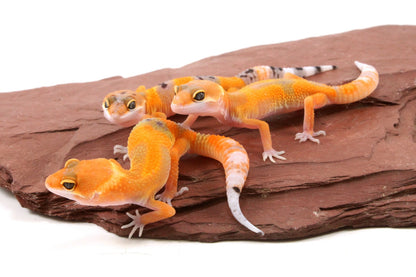 Tangerine Tornado Leopard Gecko
