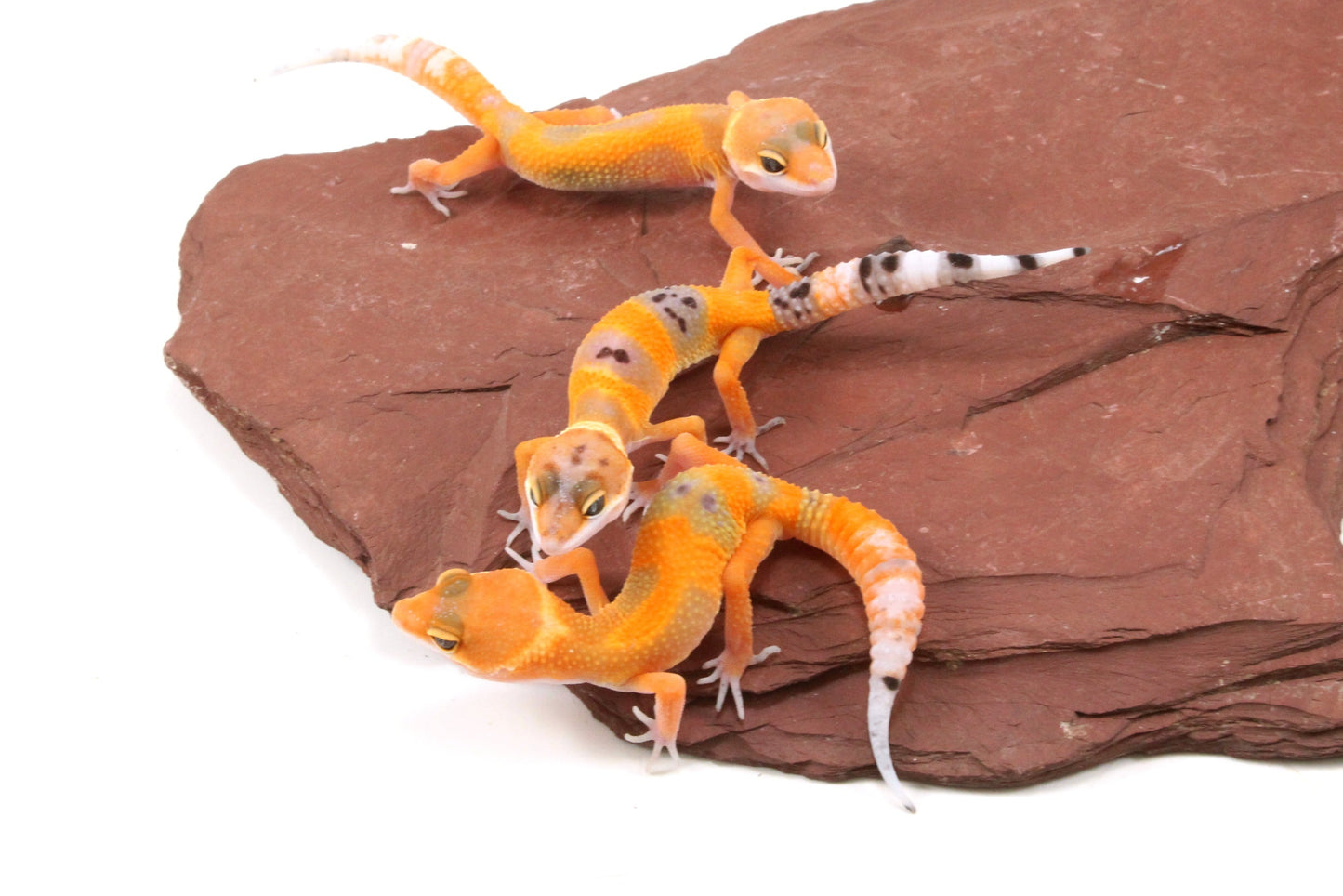Tangerine Tornado Leopard Gecko