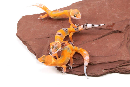 Tangerine Tornado Leopard Gecko