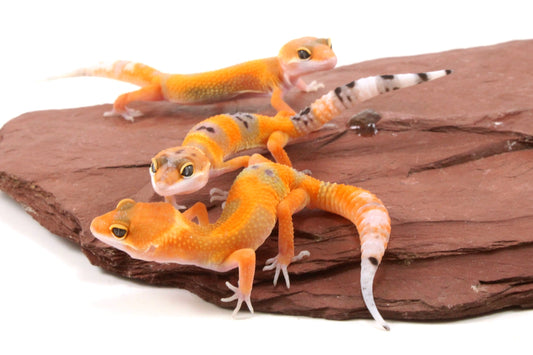 Tangerine Tornado Leopard Gecko