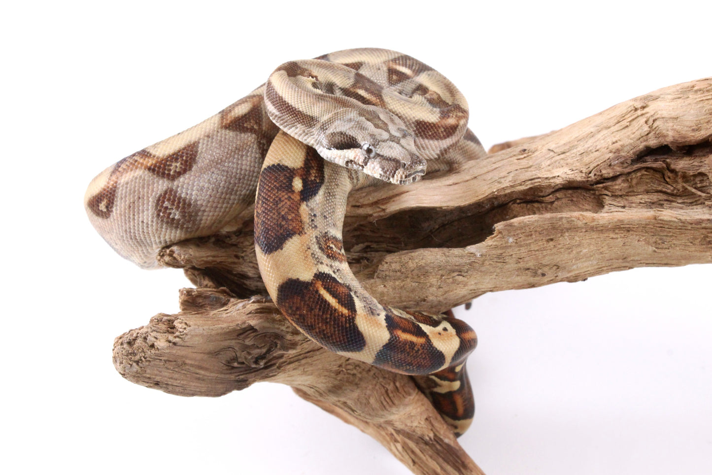 Hypo Colombian Boa