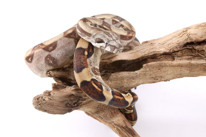 Hypo Colombian Boa